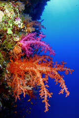 Fototapeta na wymiar Corales blandos en el Mar Rojo