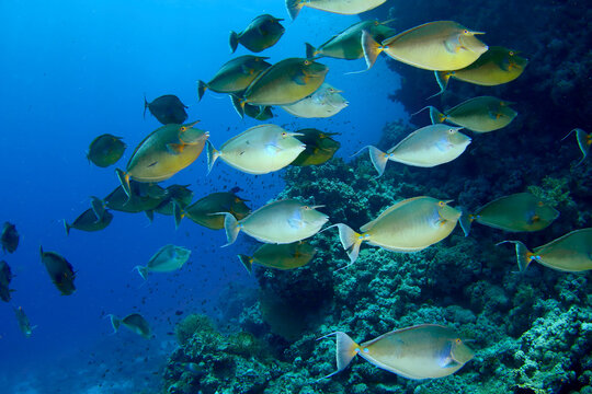 Banco de peces Unicornio en el Mar Rojo