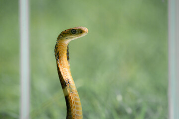 Naklejka na ściany i meble Closeup head of Ophiophagus hannah front view, king cobra snake ready to attack