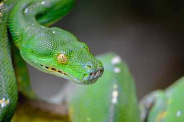 Green tree python snake on branch, snake on branch, reptiles closeup