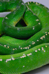 Part of Green Tree Python body