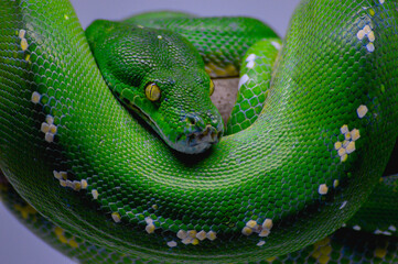 Body of green tree python Morelia viridis close-up. Portrait art. Snake skin, natural texture, abstract, graphic resources. Nature, environmental conservation, animal wildlife, zoology, herpetology