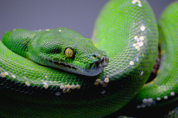 Body of green tree python Morelia viridis close-up. Portrait art. Snake skin, natural texture, abstract, graphic resources. Nature, environmental conservation, animal wildlife, zoology, herpetology