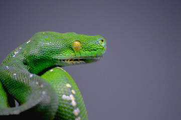 Green tree python snake on branch, snake on branch, reptiles closeup