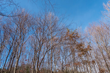 冬の自然公園をハイキング　滋賀県守山市「地球市民の森」