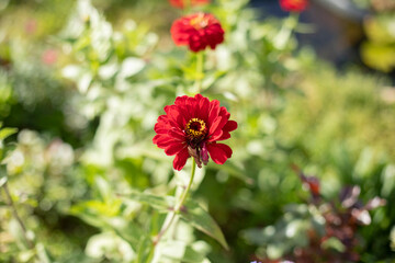 Flowers in garden. Natural background of flowers.