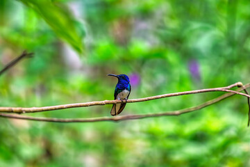 Parque Nacional del Manu