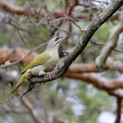 Grey-headed woodpecker