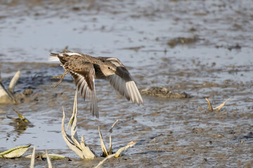 Temminck’s Stint