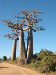 Fototapeta na wymiar マダガスカル島のバオバブ