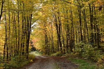 Obraz premium A country road in autumn, Sainte-Apolline, Québec, Canada