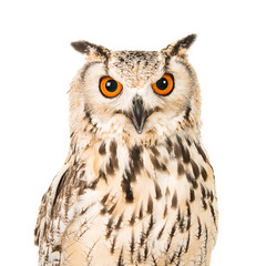Portrait of an eagle owl with open mouth seen from the front on a white background