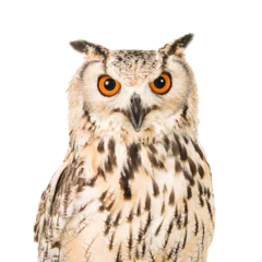 Fotobehang Portrait of an eagle owl with open mouth seen from the front on a white background © Elles Rijsdijk
