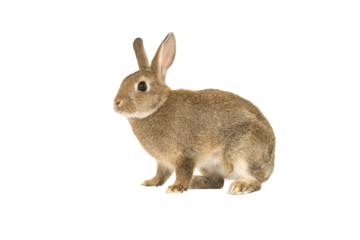 Pretty brown rabbit seen from the side isolated on a white background