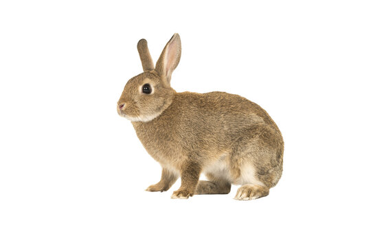 Pretty brown rabbit seen from the side isolated on a white background