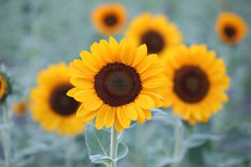 Beautiful Sunflowers blooming in a field