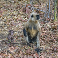 Gray langurs, monkeys, India