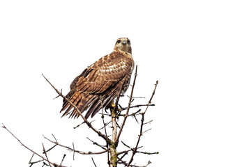 Red-Tailed Hawk Isolated on a Pine Tree, White Background