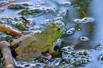 American bullfrog sitting in mud