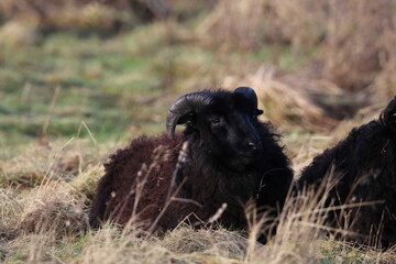 A portrait shot of Black Horned Sheep in a field