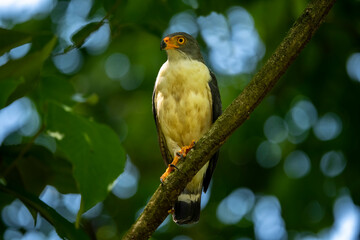 Leucopternis Semiplumbeus on tree branch
