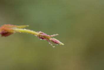 Dew Drops on a flower bud.