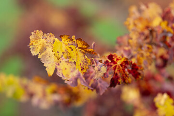 Wine country in autumn