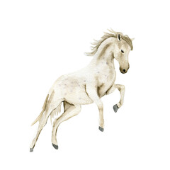 Naklejka na ściany i meble Watercolor hand drawn cute white horse on the white background. Running horse illustration. Watercolor painting of a galloping horse. Perfect for greetings card, poster, invitation and party decor.