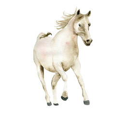 Naklejka na ściany i meble Watercolor hand drawn cute white horse on the white background. Running horse illustration. Watercolor painting of a galloping horse. Perfect for greetings card, poster, invitation and party decor.