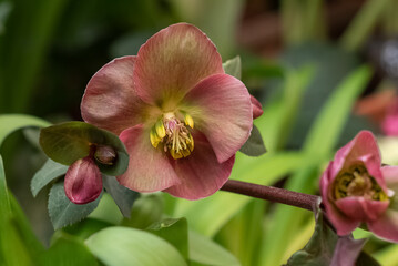 Blooming orchid flower close up