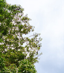 Flying Fox Fruit Bat in Tree Tops