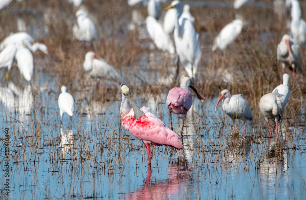 Canvas Prints Vairous birds at Merritt Island National Wildlife Refuge.