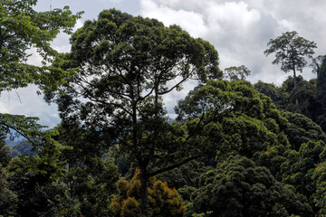 Die faszinierende Welt Borneos