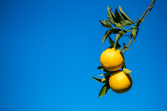 Two juicy and fresh ripe oranges hanging on a tree branch against clear blue sky background in a citrus farm on a sunny day. Close-up photo of natural food, copy space. 