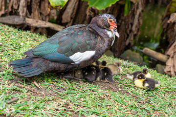 Muscovy Duck, Cairina moschata, with young ducklings