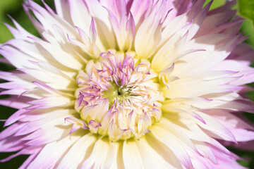 Pinelands Princess Dahlia flower in bloom, fringed pale pink petals with creamy white, yellow and lavender accents, full frame  close up, ornamental plants concept