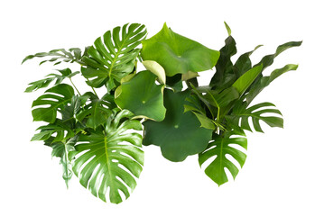 Plant leaves Green nature Tropical forest isolated on transparent background - png  © eakarat