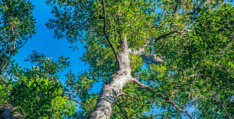 Fototapeta premium Amazing trees and forest of Fraser Island - Australia