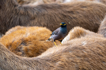 Herd of Samba Deer Close up Low Level Portrait