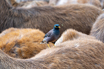 Herd of Samba Deer Close up Low Level Portrait