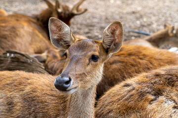 Fototapeta premium Herd of Samba Deer Close up Low Level Portrait