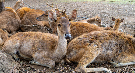 Herd of Samba Deer Close up Low Level Portrait