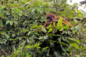 Die faszinierende Welt Borneos