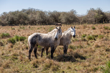 White horses in the field on a sunny day