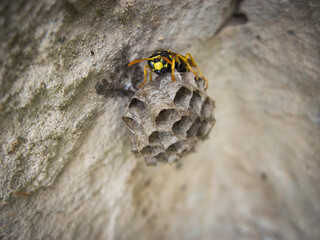 Wasps nest with wasp on that on a stone gray background