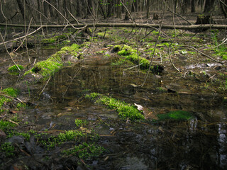 Green moss at logs on the little swamp at forest