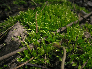 Branch in green moss with dry leaves at spring forest