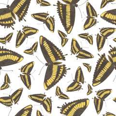 Seamless Pattern with Hand Drawn Colorful Butterflies on White Background. Digital Paper with Butterfly.