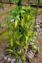 Vanilla Pod plants growing in Nursery Greenhouse