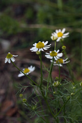 Closeup of white-yellow flower Chamomile - Matricaria chamomilla growing in a garden, Lithuania